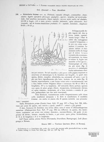 Piricularia image